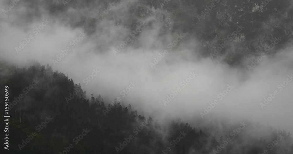 4k mountain mist rising in the morning,fog pine trees,such as wonderland.Bomi County in tibet,the largest precipitation area in China. 4k mountain mist rising in the morning,fog pine trees,such as wonderland.Bomi County in tibet,the largest precipitation area in China.