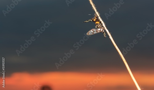 Insect breed on branches at sunset.