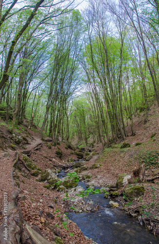Forest and river in a picturesque gorge in the spring