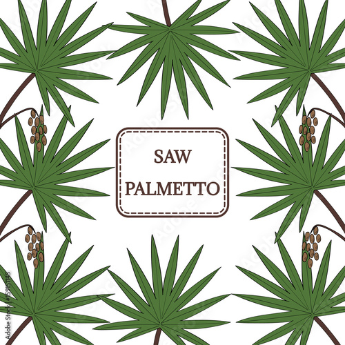 Saw Palmetto (Serenoa repens) in color. Hand drawn botanical illustration. Medicinal tree. Decorative border, square banner.