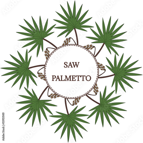 Saw Palmetto (Serenoa repens) in color. Hand drawn botanical illustration. Medicinal tree. Decorative border, banner, round frame.