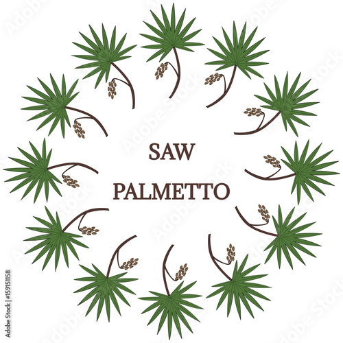 Saw Palmetto (Serenoa repens) in color. Hand drawn botanical illustration. Medicinal tree. Decorative border, banner, round frame.