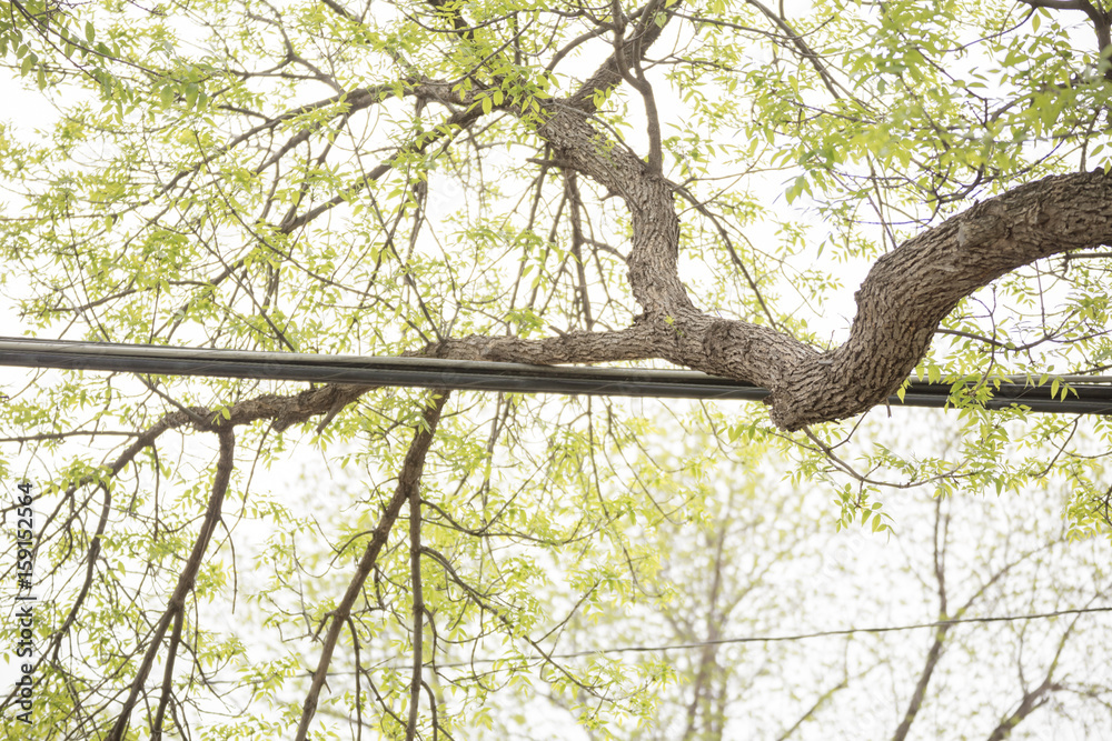 Fototapeta premium Large Branch on Utility Lines