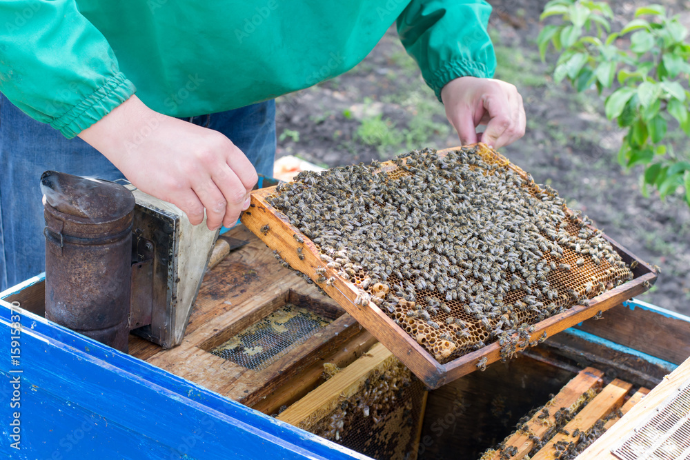Beekeeper holding a frame of honeycomb with bees Beekeeper holding a frame of honeycomb with bees