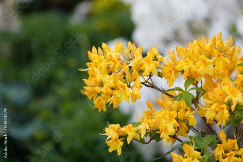 Flowering flower azalea  rhododendron in spring garden