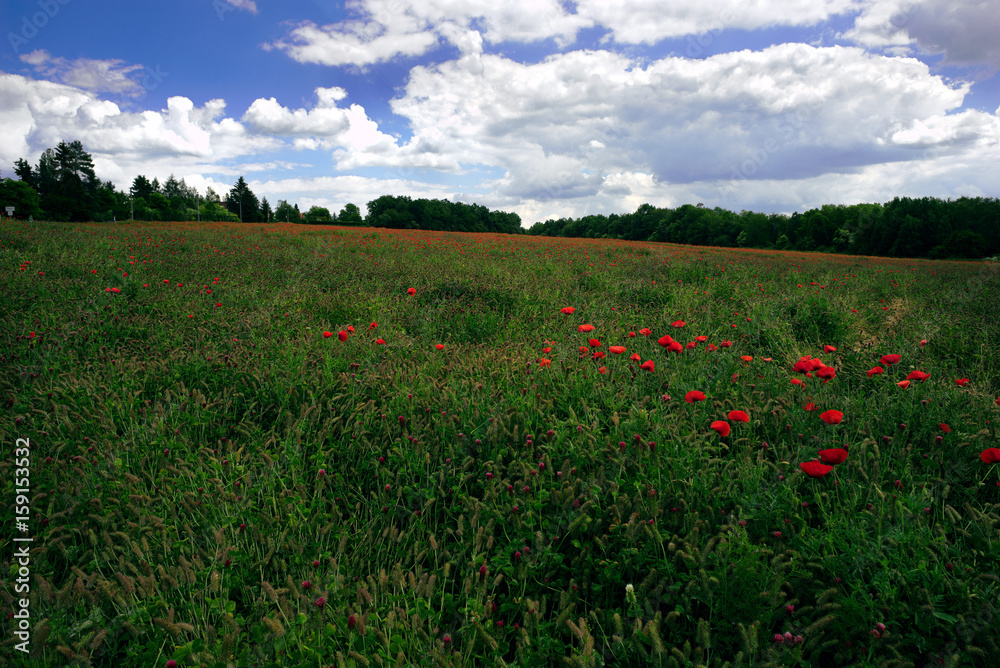 Field with poppy poppy