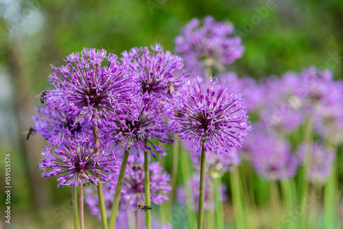 Large spherical umbrellas of wild onion