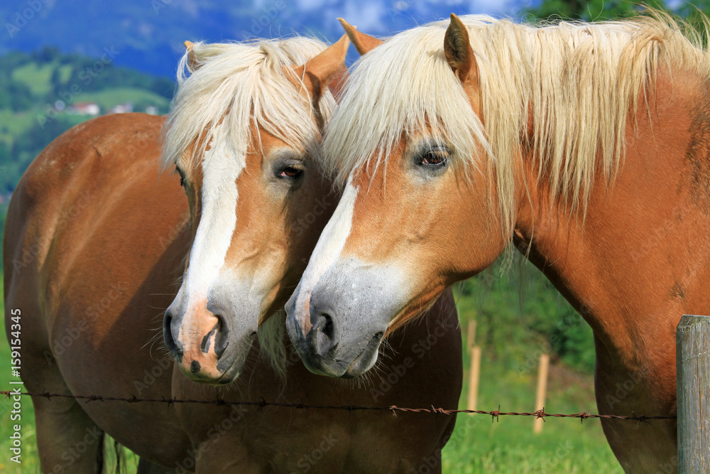 Haflinger - Pferde - Allgäu - Paar - Reiten Haflinger - Pferde - Allgäu - Paar - Reiten