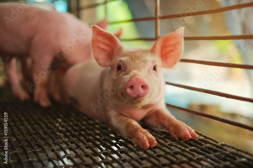Small piglet in the farm. Group of Pig indoor on a farm yard in Thailand. swine in the stall. Close up eyes and blur.
