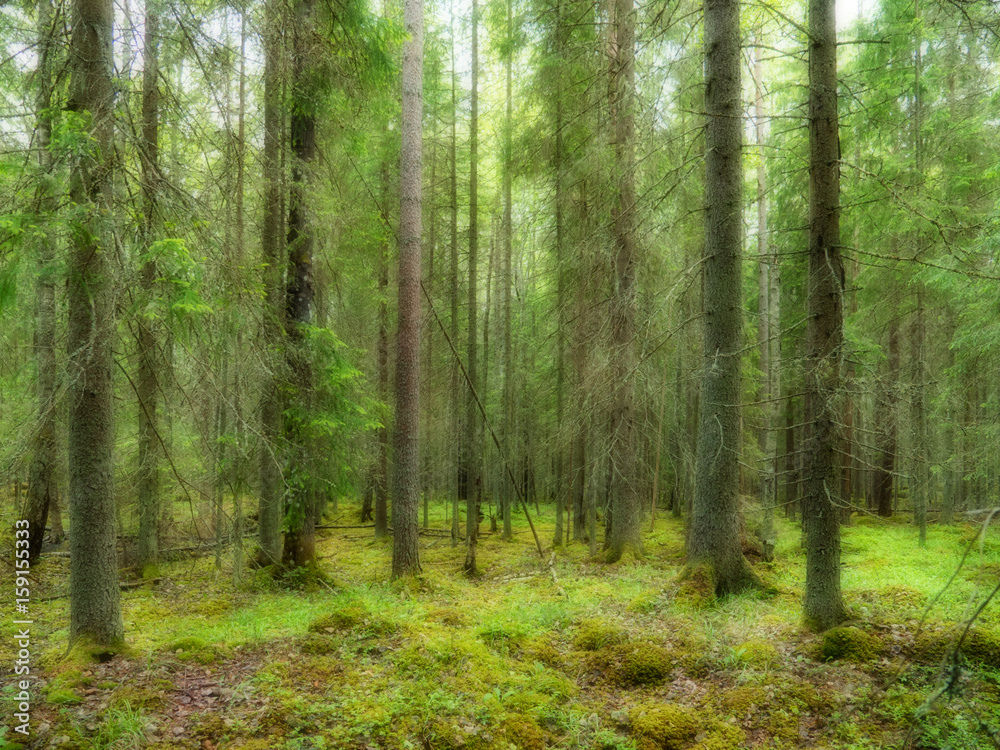 Obraz premium Stary las w tle