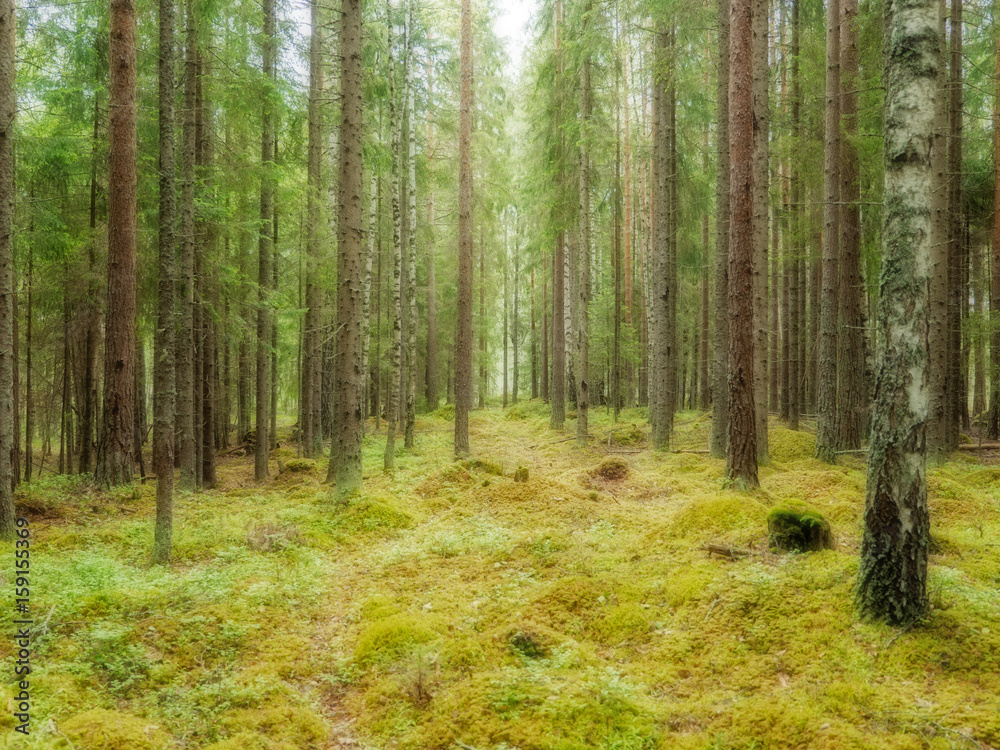 Fototapeta premium Stary las w tle