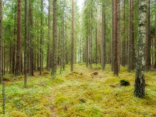 Old forest background