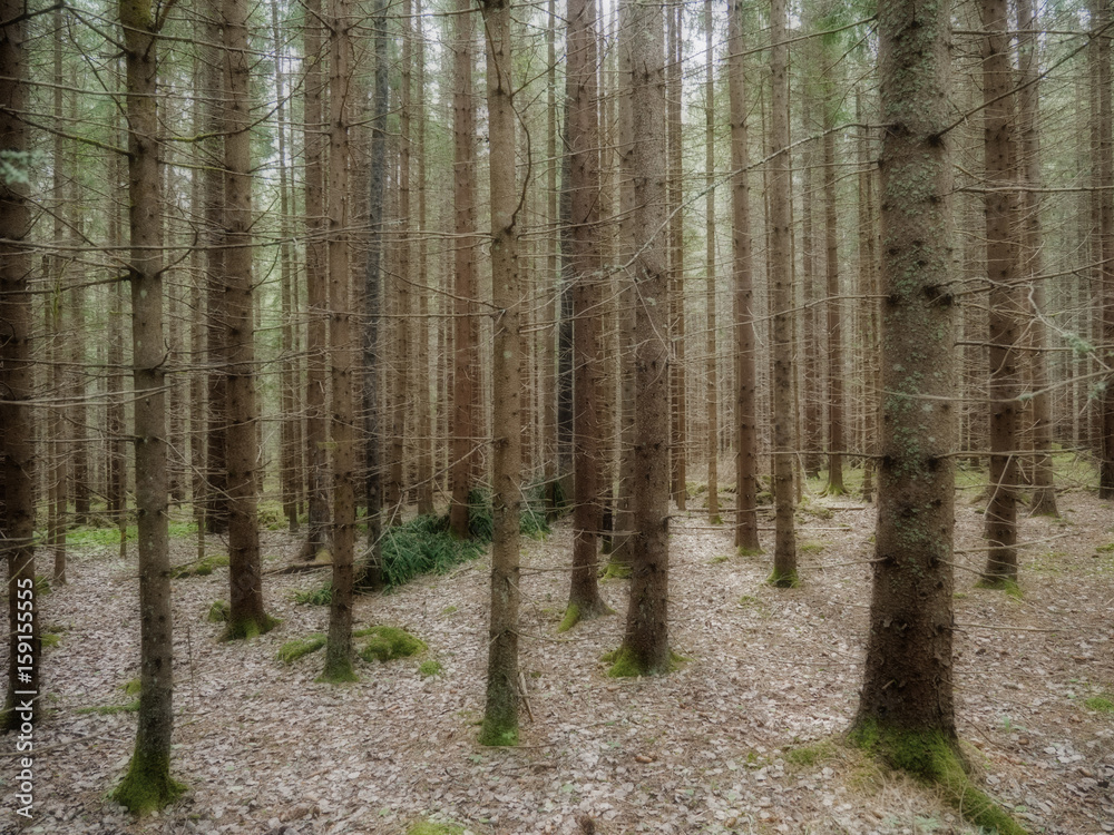 Obraz premium Old forest background