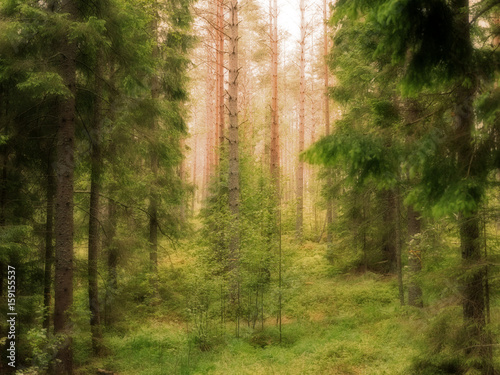 Old forest background © Conny Sjostrom