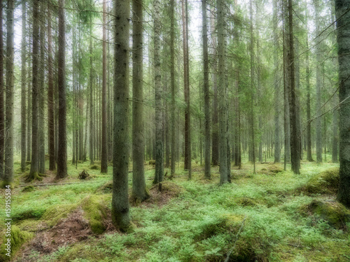 Old forest background © Conny Sjostrom
