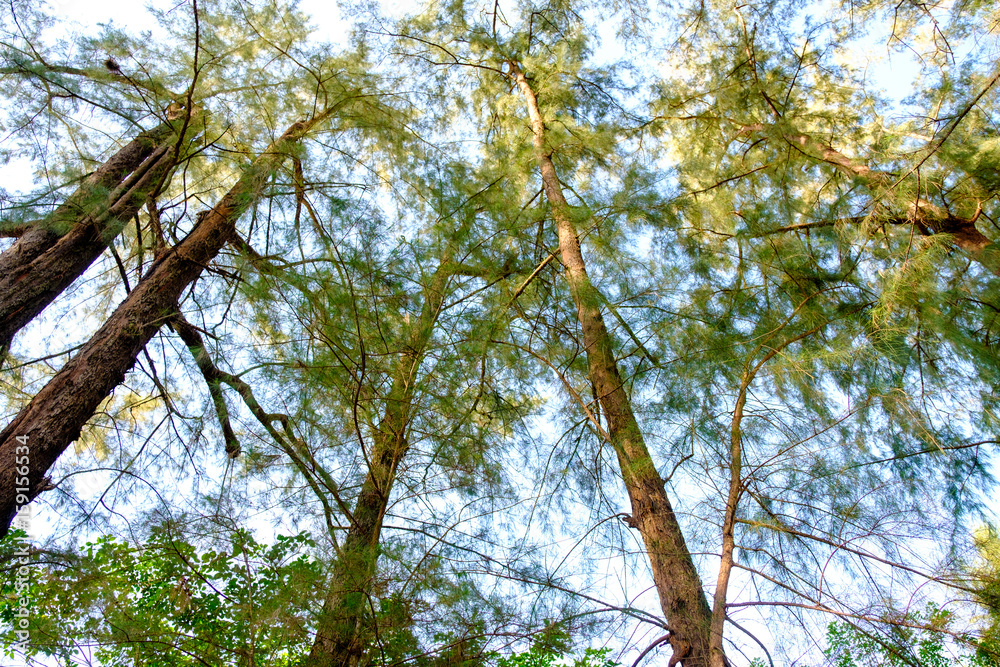 Fototapeta premium forest trees. nature green wood sunlight
