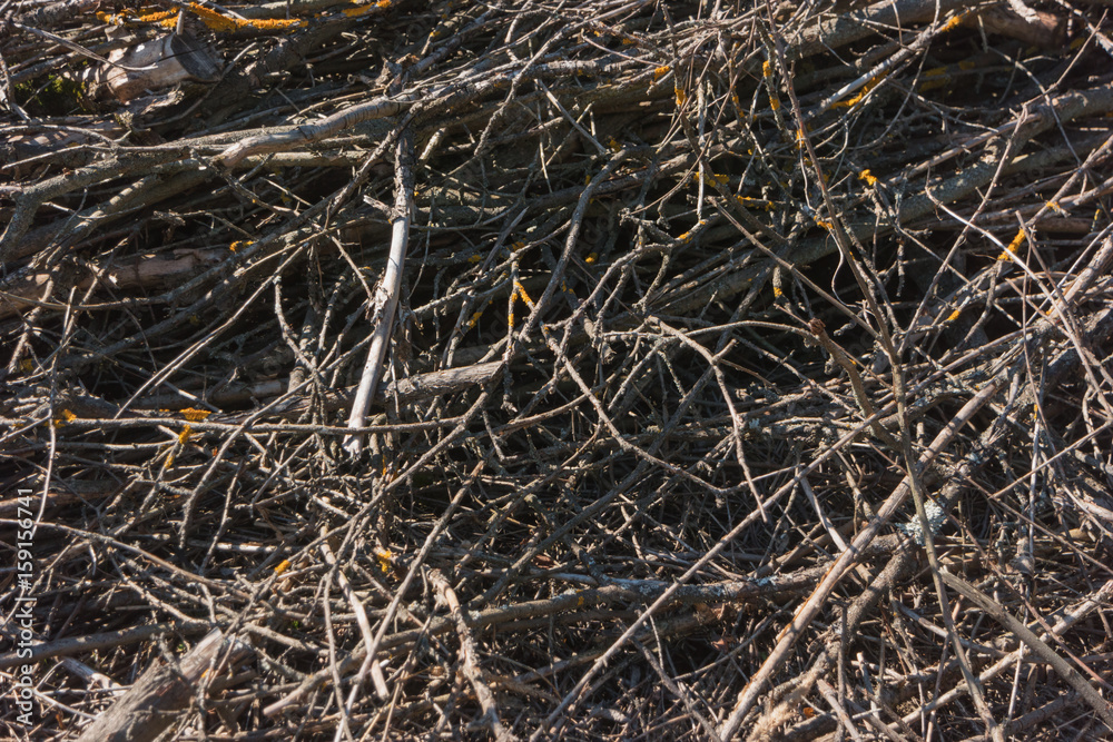 Tree branches - waste of timber industry Tree branches - waste of timber industry