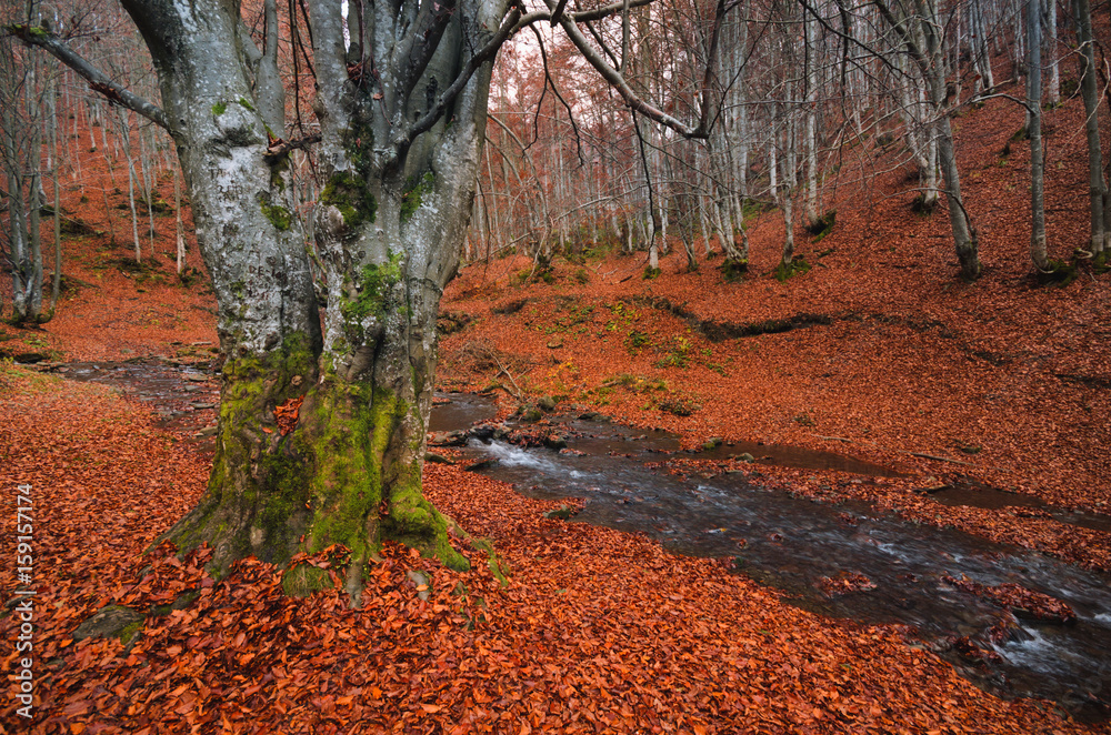 Obraz premium Forest landscape. Autumn beech forest with a lot of fallen red foliage and light tree trunks.The beech grove, strewn with fallen red leaves and a fast cold stream.Large beech on the bank of stream