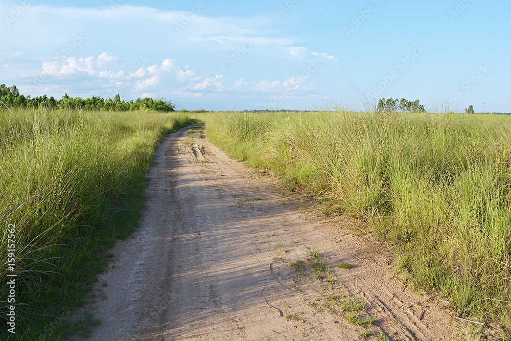 Fototapeta premium The way through the vetiver grass. Blue sky background