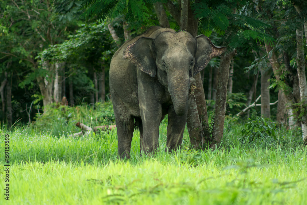 Wild elephants are in Thailand National Park.