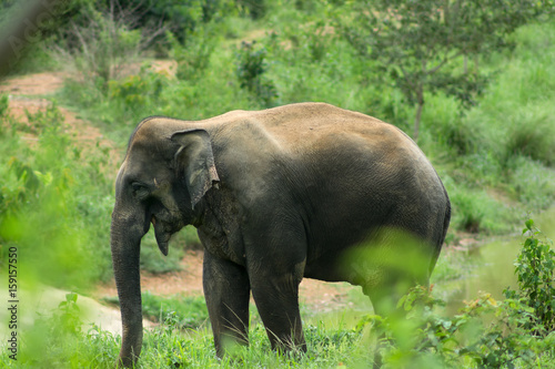 Photography Wild elephants are in Thailand National Park.