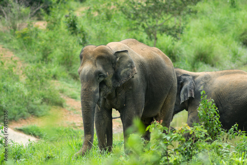 Canvas Print Wild elephants are in Thailand National Park.