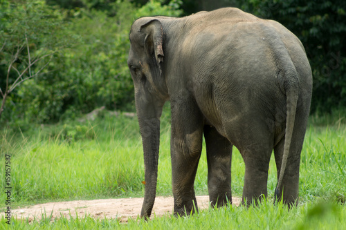Photography Wild elephants are in Thailand National Park.