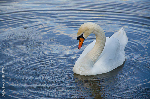 The swan floats on the surface of the water