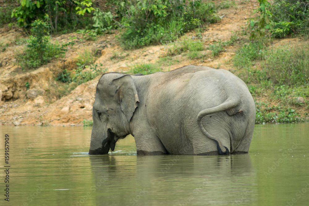 Fototapeta premium Wild elephant playing the water fun.