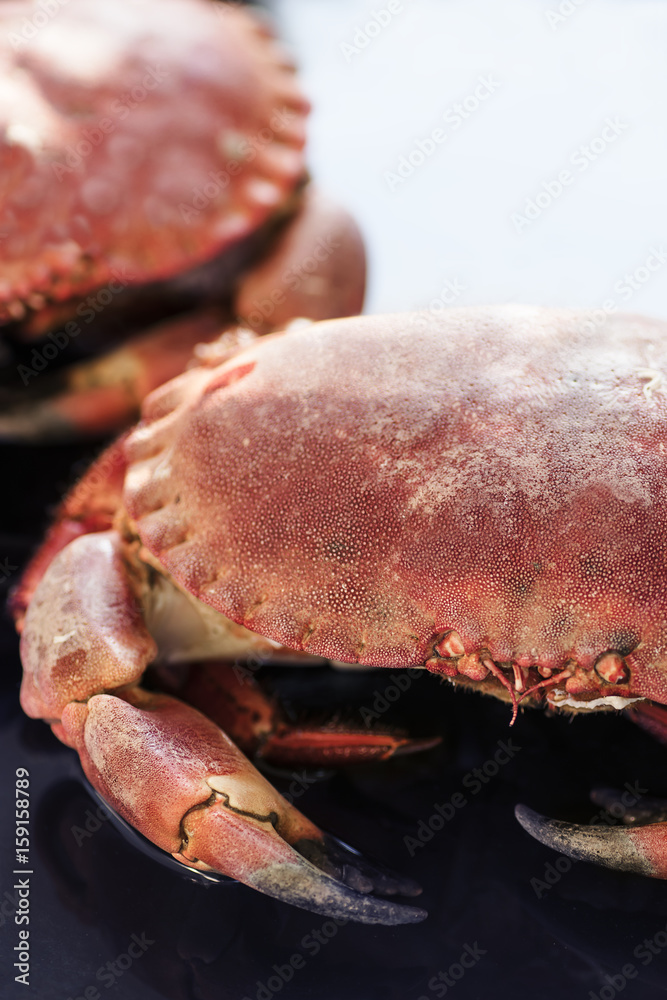 Fresh crabs. Closeup Fresh crabs. Closeup