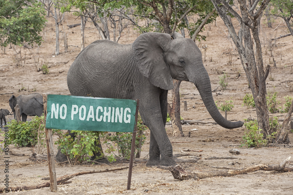 Obraz premium No Poaching