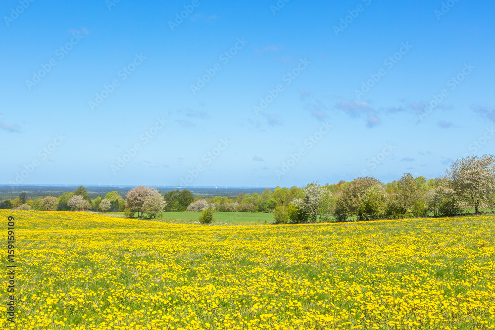 Flowering dandelions in the meadow in rural landscape