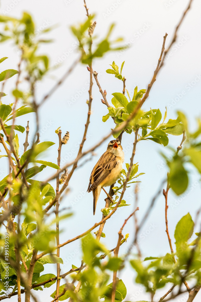 Fototapeta premium Sedge warbler singing in spring