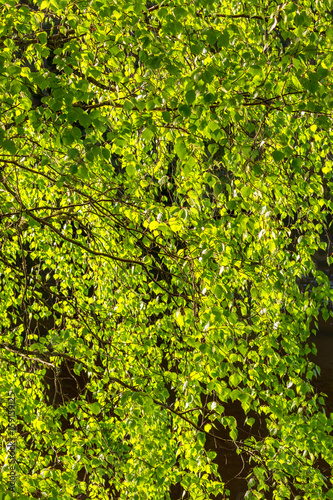 Birch branches with green leaves in backlight