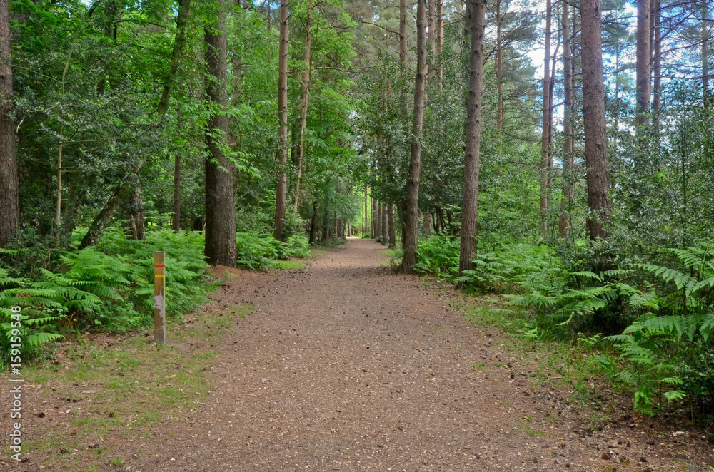 path in forest path in forest