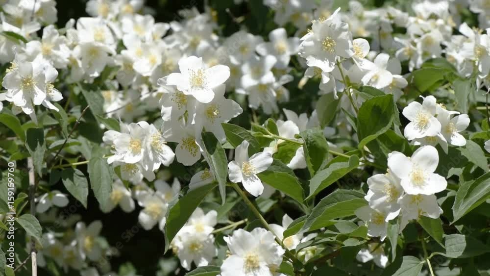 Jasmine garden on a summer day in the garden close up of video footage Jasmine garden on a summer day in the garden close up of video footage