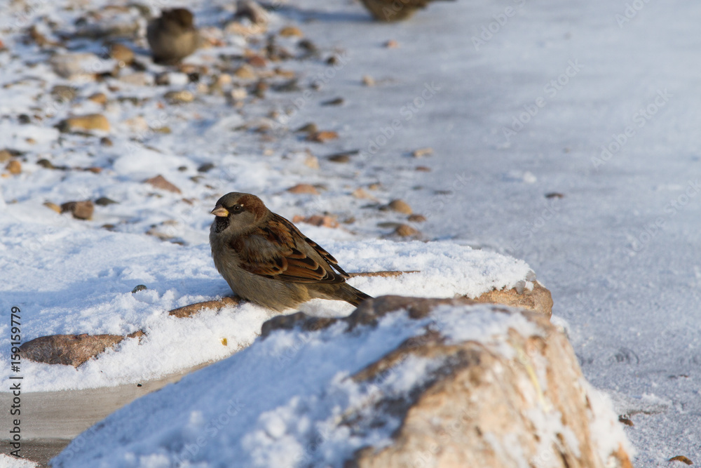 Sparrow Sparrow