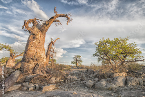 Magic Kubu Island photo