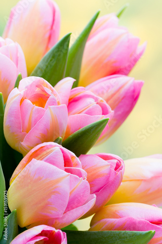 Spring flowers. Tulip bouquet on the bokeh background.
