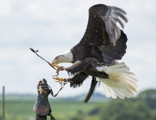 Bald Eagle flying to glove