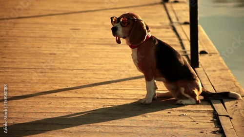 Dog wearing sunglasses on the beach photo