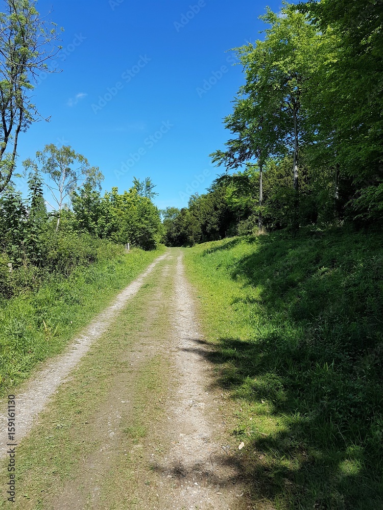 Path through woods in summer with blue sky Path through woods in summer with blue sky