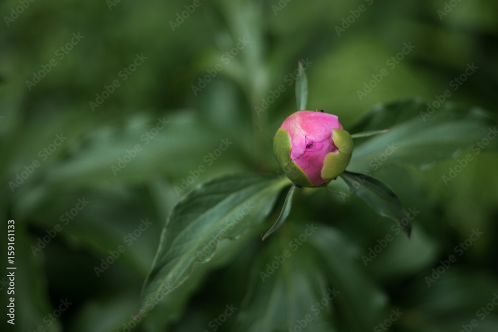 Nature summer. Purple peony flower, blooming Bud close-up. Nature summer. Purple peony flower, blooming Bud close-up.