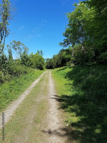 Path through woods in summer with blue sky