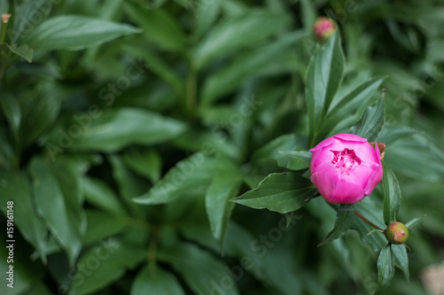 Nature summer. Purple peony flower, blooming Bud close-up.