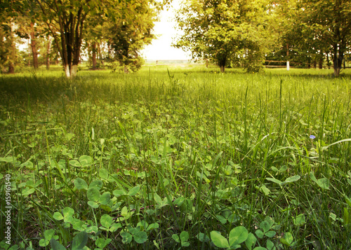 A close-up of green grass and clover leaves on a clearing, away trees and an establishment