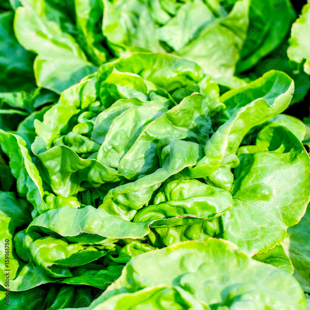 Lettuce Salad Lettuce Salad