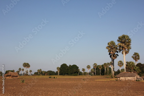 Rural Landscape / close Kiwengwa, Zanzibar Island, Tanzania, Indian Ocean, Africa  photo