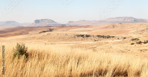  in south africa  land bush   and tree