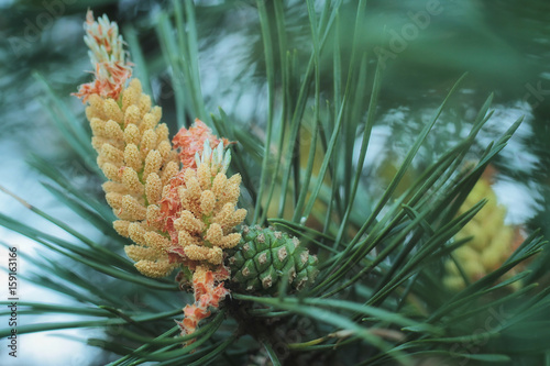 Scots pine (Pinus sylvestris) - Ripe pollen cones - perfect macro details